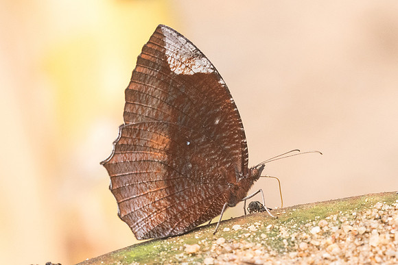 Elymnias hypermnestra tinctoria-4559 - Chiang Dao - 12/03/23