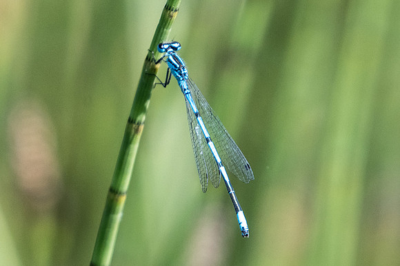 Agrion -2140 - Noel-Cerneux - 11/06/22