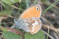 Coenonympha corinna-8679