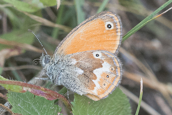 Coenonympha corinna-8679