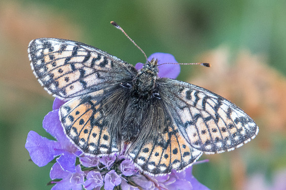 Boloria napaea-5754 -  Route Izoard - 22/07/22