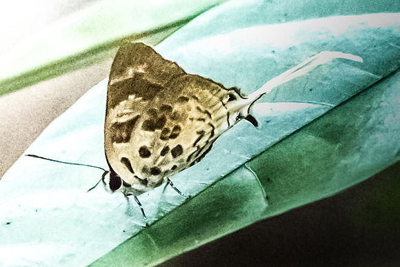 Bindahara phocides phocides-7222