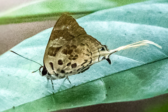 Bindahara phocides phocides-7221