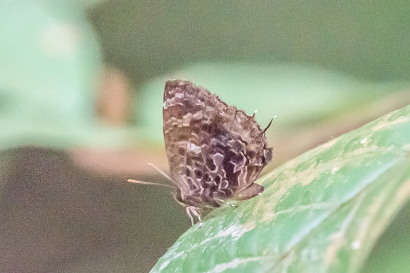 Arhopala abseus abseus-7240