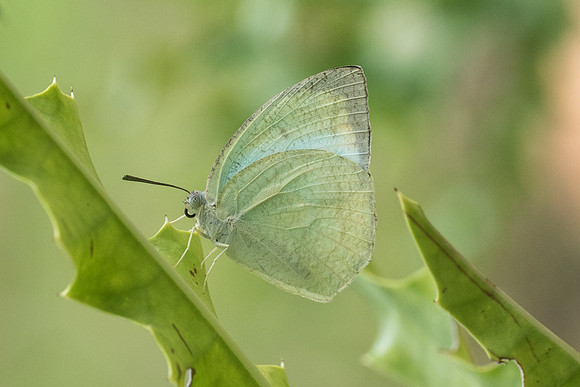 Catopsilia pyranthe pyranthe-5207