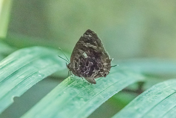 Arhopala abseus abseus-7251