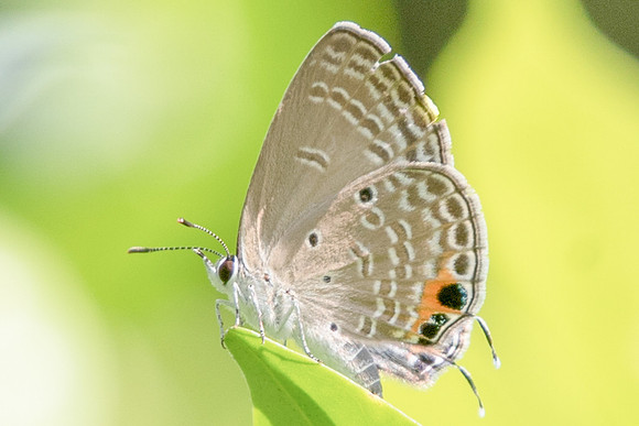 Chilades pandava pandava-6391 Botanical garden 4/10/19