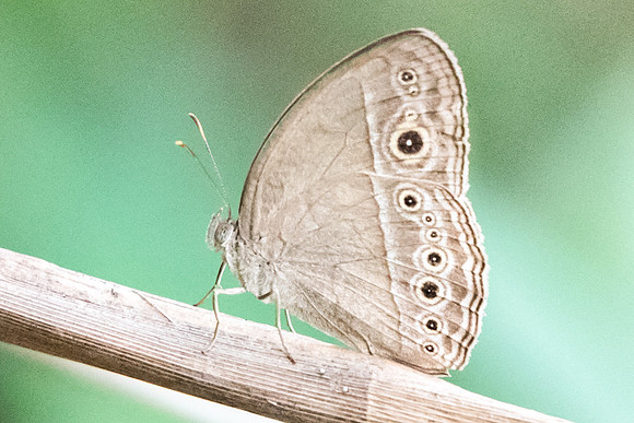 Mycalesis 5531 Dairy Farm - 2/10/19