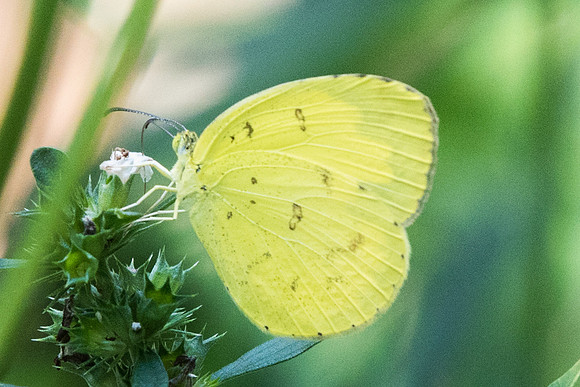 Eurema hecabe - 6422 - Botanical Garden - 4/10/19