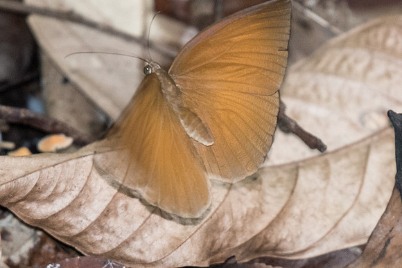 Faunis canens arcesilas-6996 USR 6/10/2019