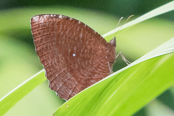 Elymnias hypermnestra agina-6356 Botanical garden 4/10/19