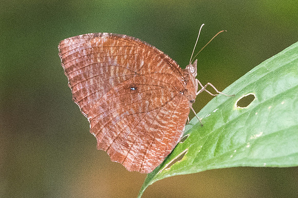 Elymnias hypermnestra agina-5594 - Dairy farm -2/10/19