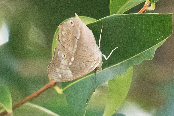 Eulaceura osteria kumana-6902 - USR - 6/10/19