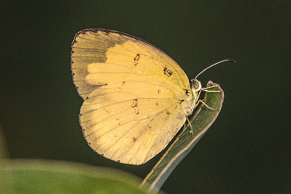 Eurema hecabe contubernalis-7479 - Daily Farm 7/10/19