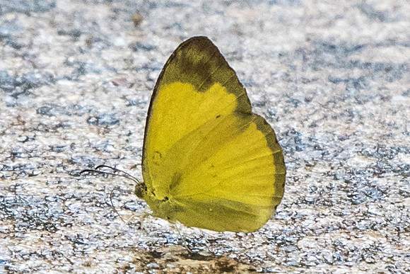 Eurema simulatrix tecmessa-5517 Daily Farm - 2/10/19