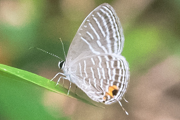 Jamides celeno aelianus -5351
