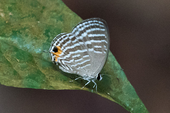 Jamides celeno aelianus-7121