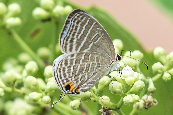 Jamides celeno aelianus-7321