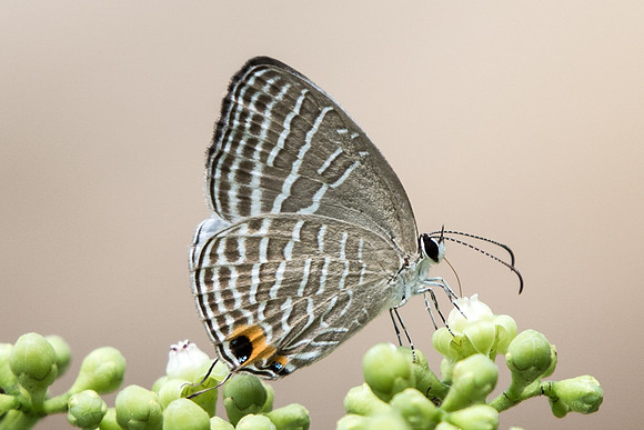 Jamides celeno aelianus-7326