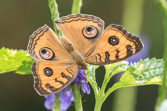 Junonia almana javana-6175 Botanical Garden 4/10/19