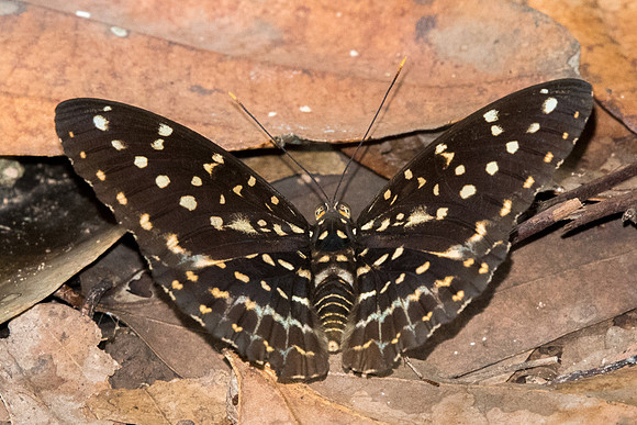 Lexias pardalis dirteana-5586 - Dairy farm 2/10/19