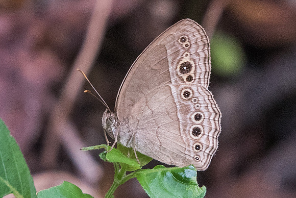 Mycalesis perseoides perseoides - 5301 - Dairy farm 2/10/19