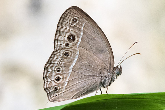 Mycalesis visala phamis-5575 - Dairy farm - 2/10/19