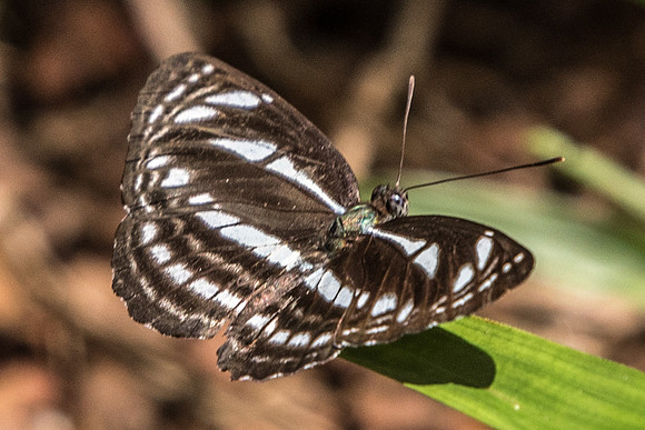Neptis leucoporos cresina-7188