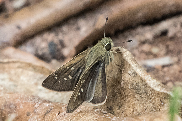 Pelopidas mathias mathias-4682