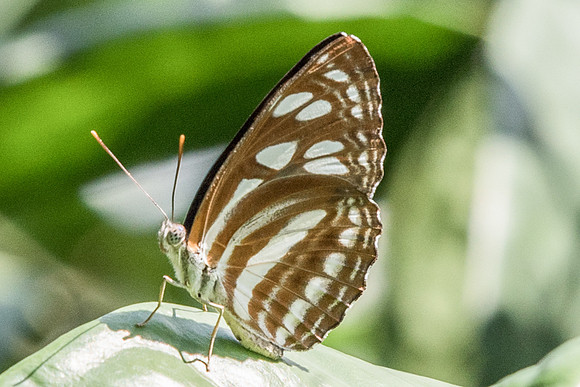Phaedyma columella singa-6439