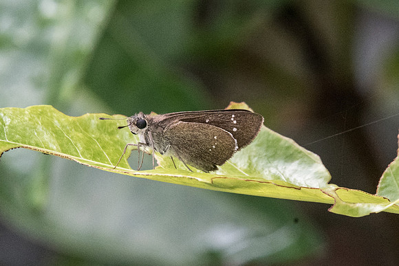 Pelopidas sp-6943