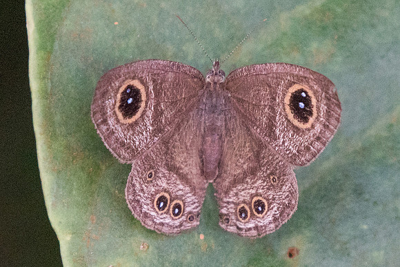 Yphtima horsfieldii humei-6799
