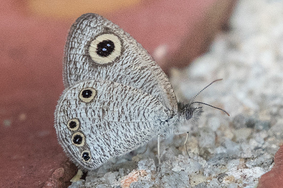 Yphtima huebneri-6738 - Uper selectar reservoir - 6/10/19