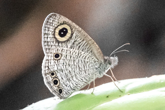 Ypthima huebneri-6805