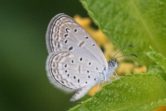 Zizula hylax pygmaea-5089
