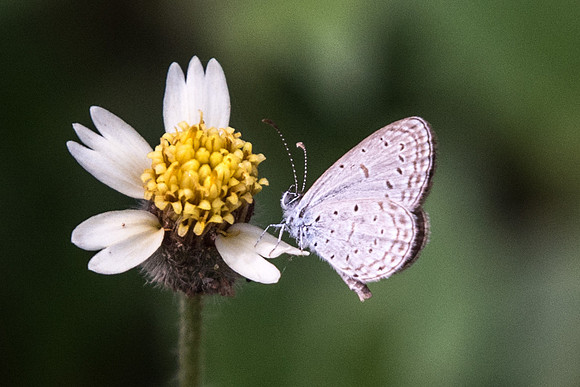 Zizula hylax pygmaea-5664