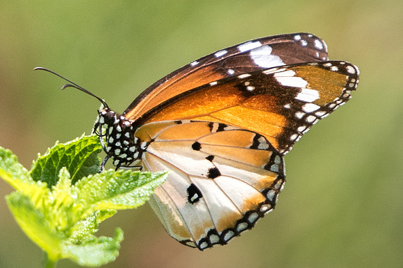 Danaus chrysippus alcippoides-4806 - Fort Canning - 30/09/19
