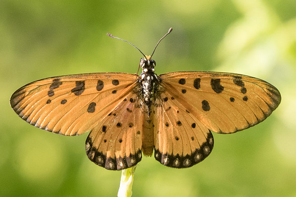 Acraea terpsicore-6195 -Botanical garden - 4/10/19