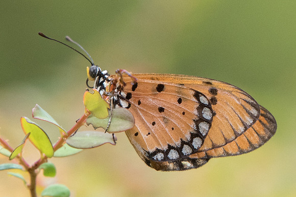Acraea terpsicore-4597 Fort Canning 30/09/19