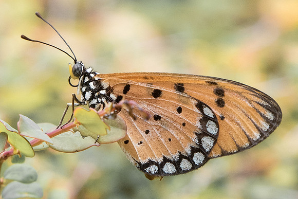 Acraea terpsicore-4633 - Fort Canning - 30/09/19