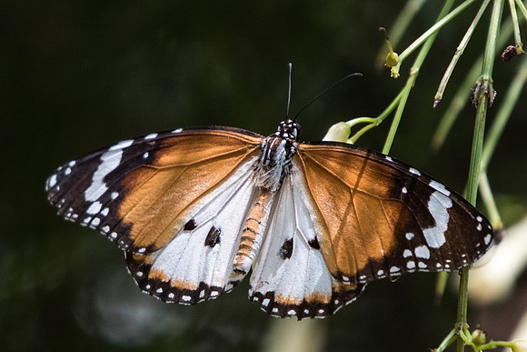 Danaus chrysippus alcippoides-4799 -Fort Canning - 30/09/19