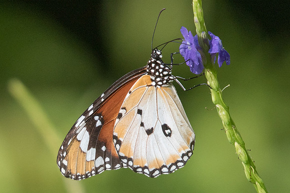 Danaus chrysippus chrysippus - Botanical Garden-6151