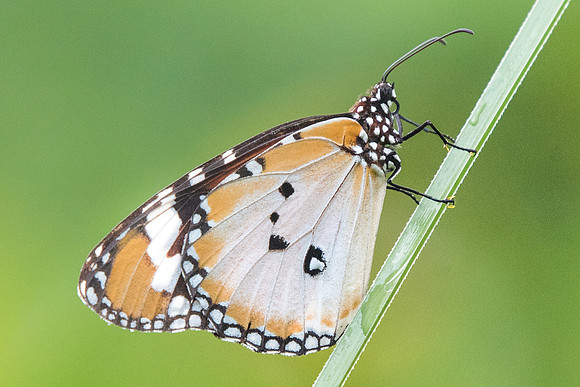 Danaus chrysippus chrysippus-6310 - Botanical Garden - 4/10/19