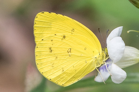Eurema hecabe contubernalis-4544 - Fort Canning 30/09/19