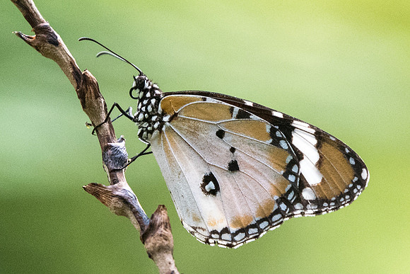 Danaus chrysippus chrysippus-6320 -  Botanical garden - 4/10/19