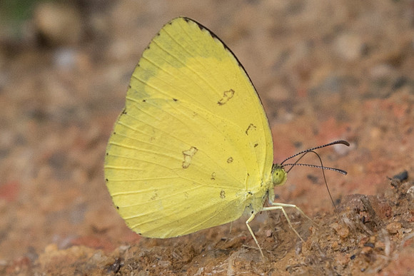 Eurema hecabe contubernalis-5690 - Ile de Sentosa - 3/10/19