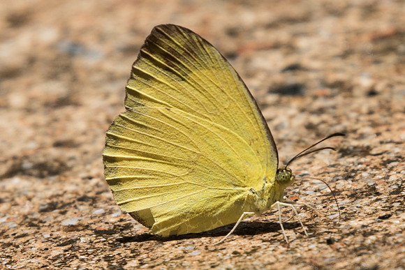 Eurema simulatrix tecmessa-5511 -Dairy farm - 2/10/19