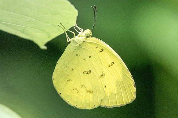 Eurema hecabe contubernalis-6298 - Botanical Garden - 4/10/19