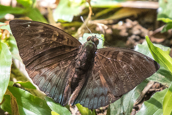 Euthalia monina monina-7006 USR - 6/10/19