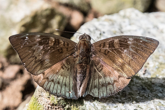 Euthalia monina monina-7030 USR - 6/10/19